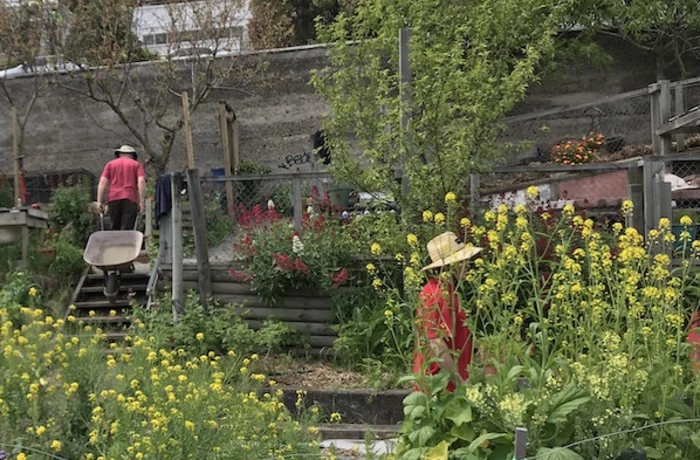 Lyttelton Community Garden